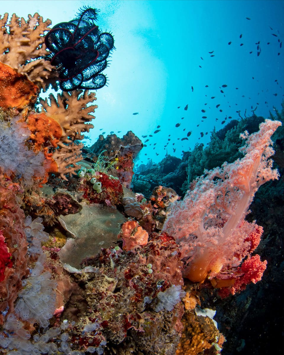 5 Dive Spots In The Philippines For Your Next Getaway Travel